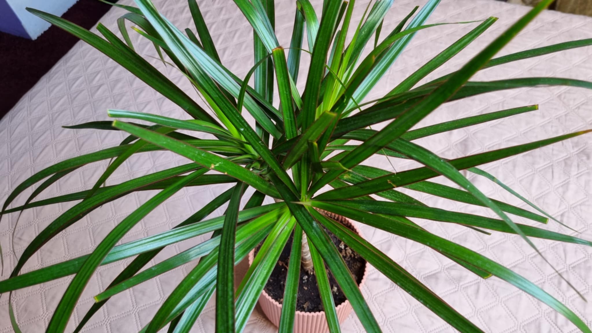 Dracaena reflexa Lam Image 1